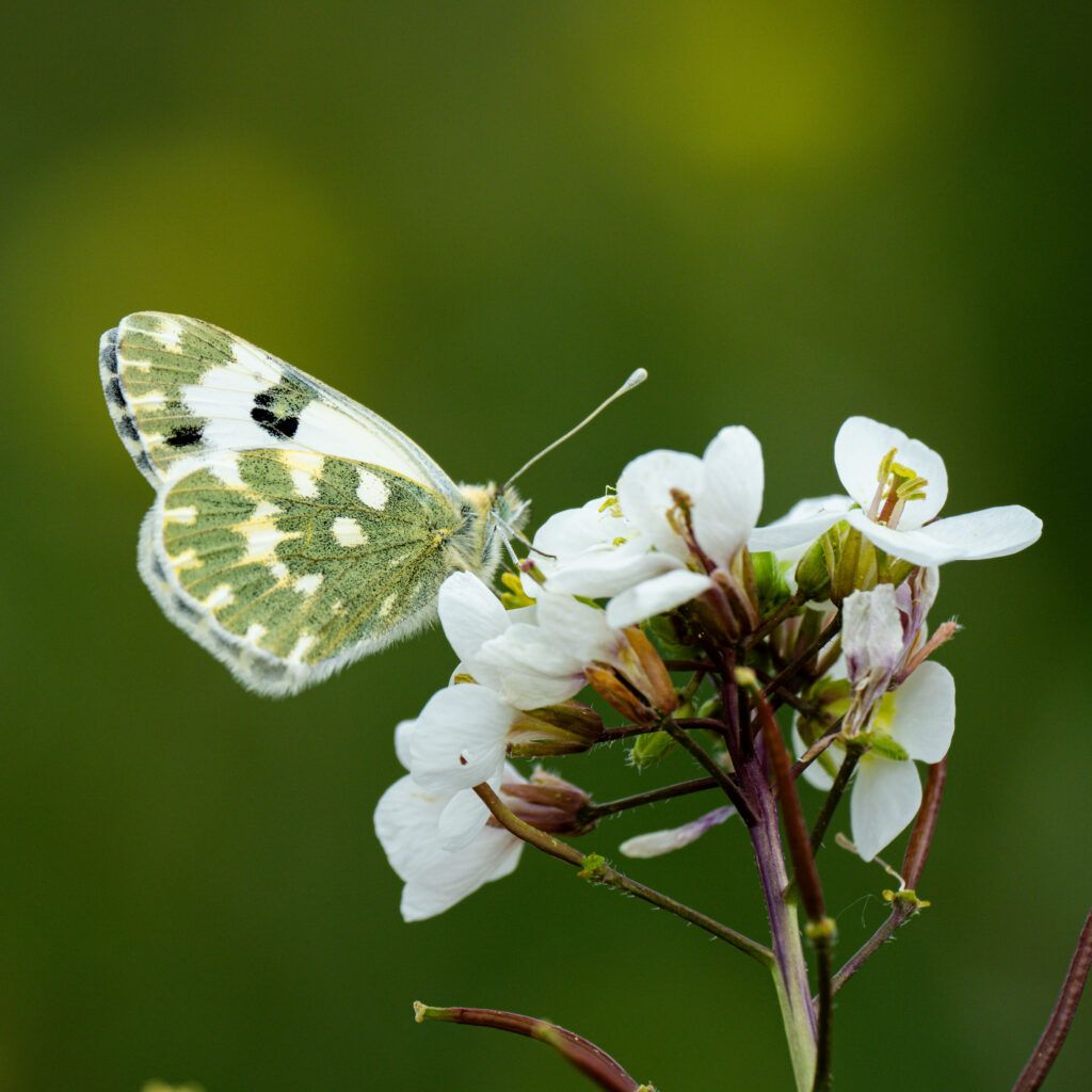 La mariposa pasa por un proceso de transformación para descubrir su magia.